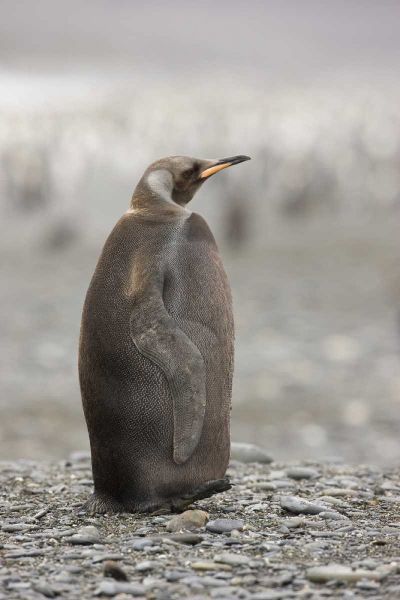 Antarctica, A dark morph of a king penguin